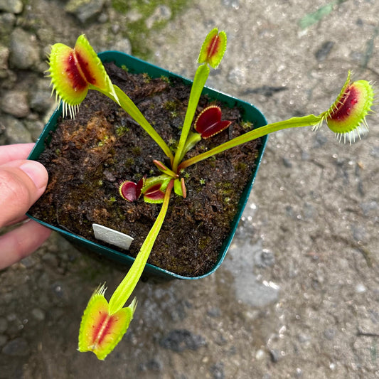 Dionaea muscipula - Venus Flytrap - 'H15' BCP Exact Division