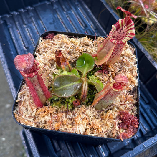 Website Exclusive! - Nepenthes veitchii ('Orange' x 'Candy Dreams') - Seed Grown Plant