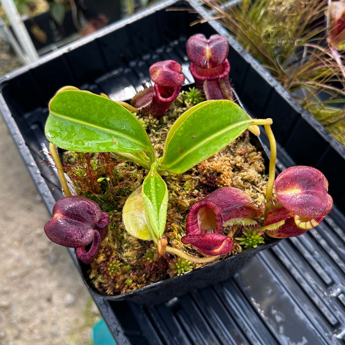 Nepenthes ephippiata - Clone 4 - Gunung Raya - AW