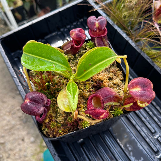 Nepenthes ephippiata - Clone 4 - Gunung Raya - AW
