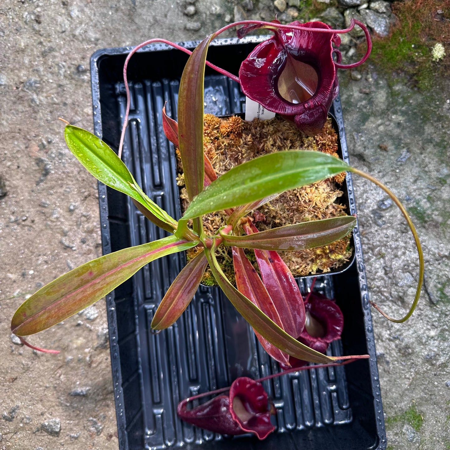 Nepenthes jacquelineae - Individual Seedling Clone - West Sumatra - AW