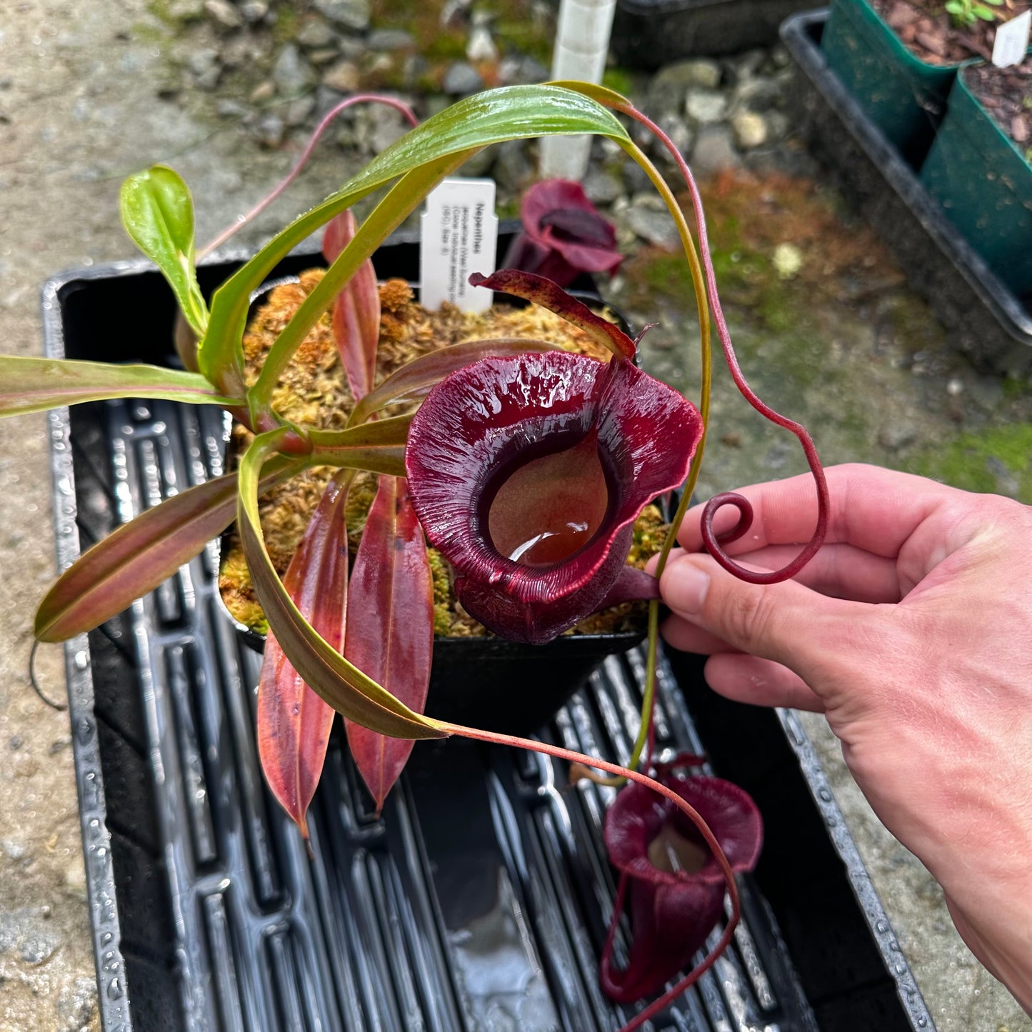 Nepenthes jacquelineae - Individual Seedling Clone - West Sumatra - AW