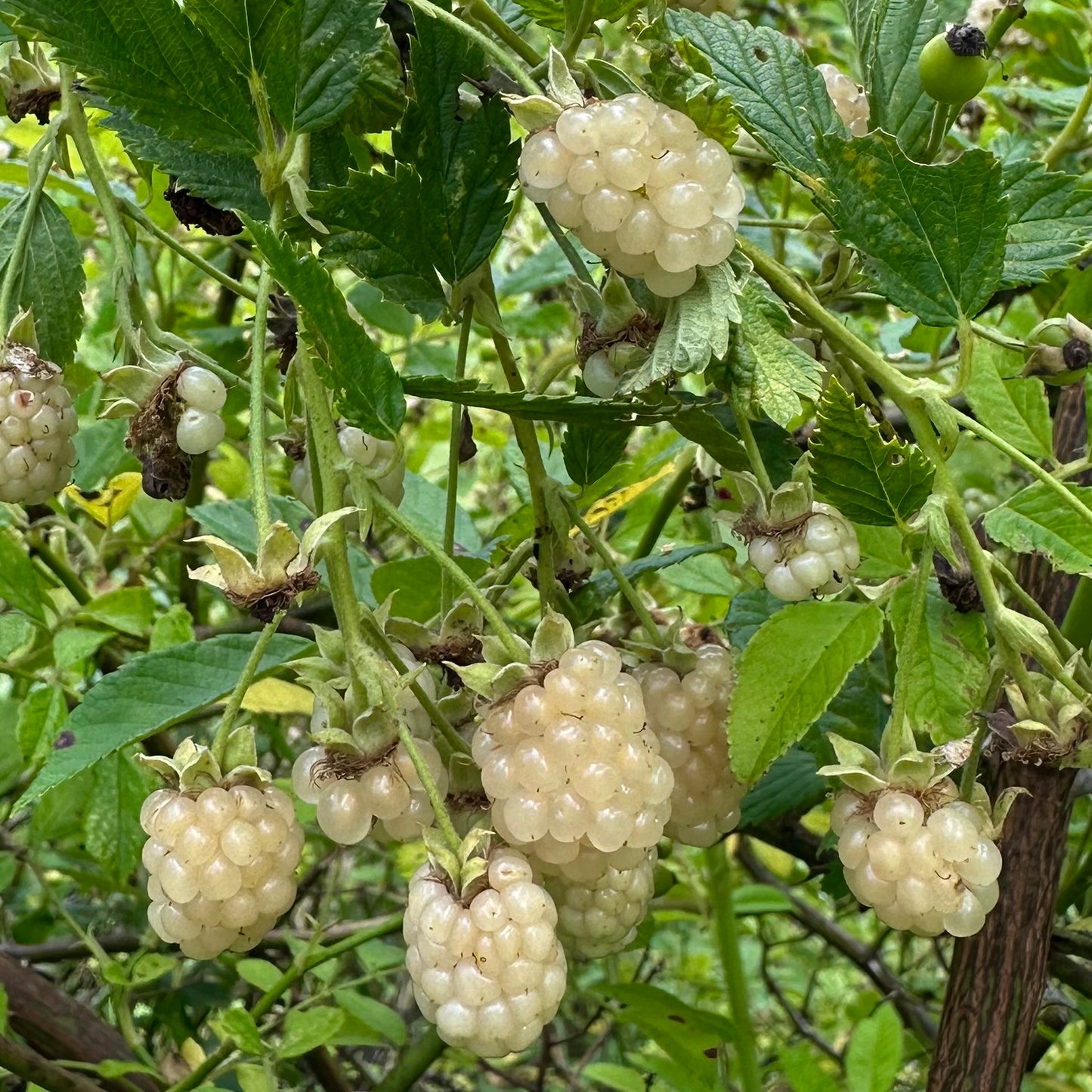 Website Exclusive! - Albino Rubus sp. - 10+ Seeds - Clay County, NC Ecotype - Blackberry