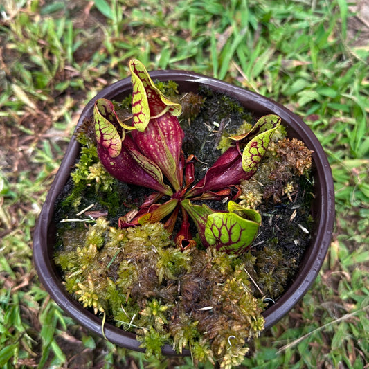 Sarracenia purpurea var. montana - AAxA Select - Rooted Division - MW