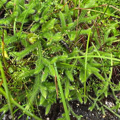 Lycopodium clavatum - Stag-horn Clubmoss - Rooted Cutting