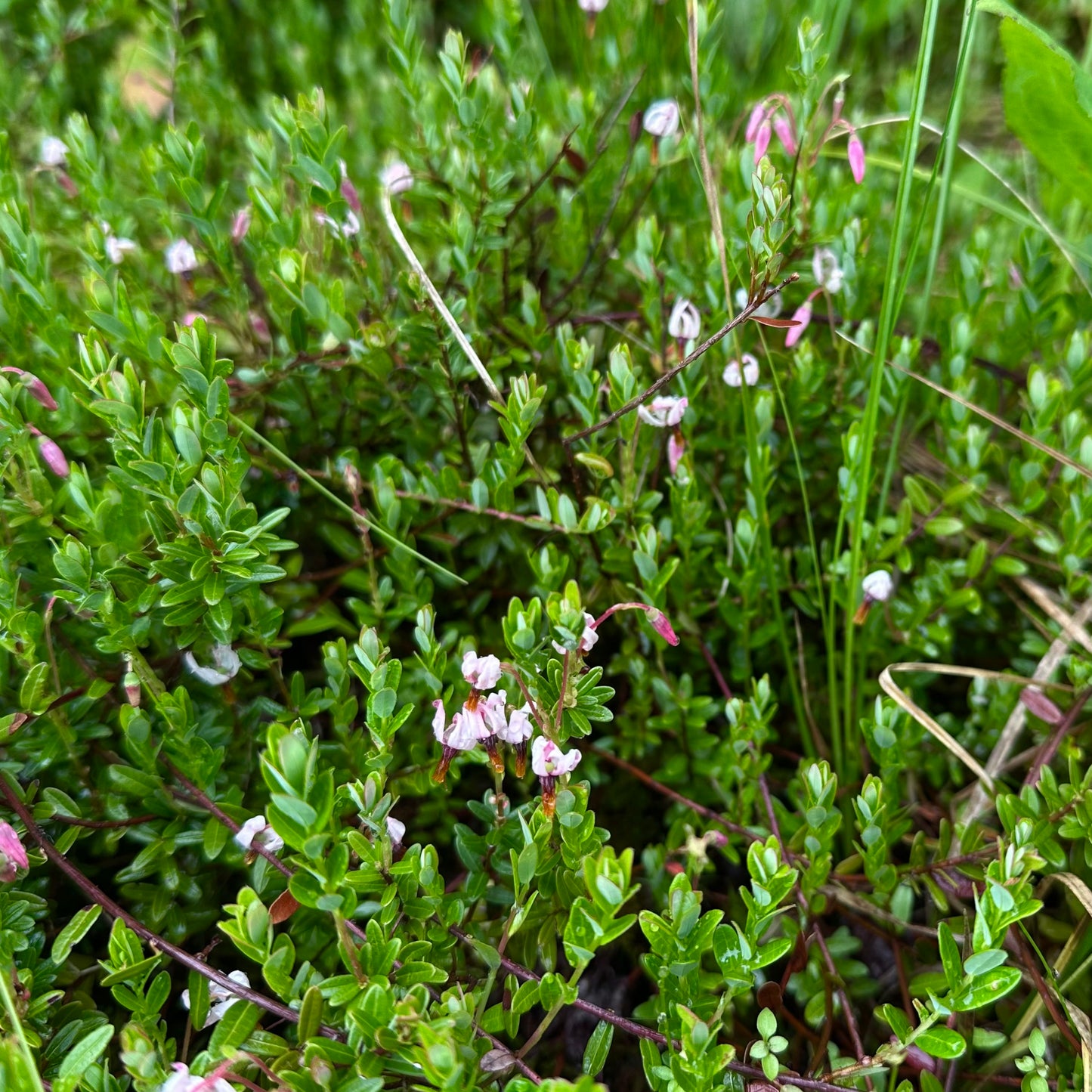 Vaccinium macrocarpon - American Cranberry - Unrooted Division