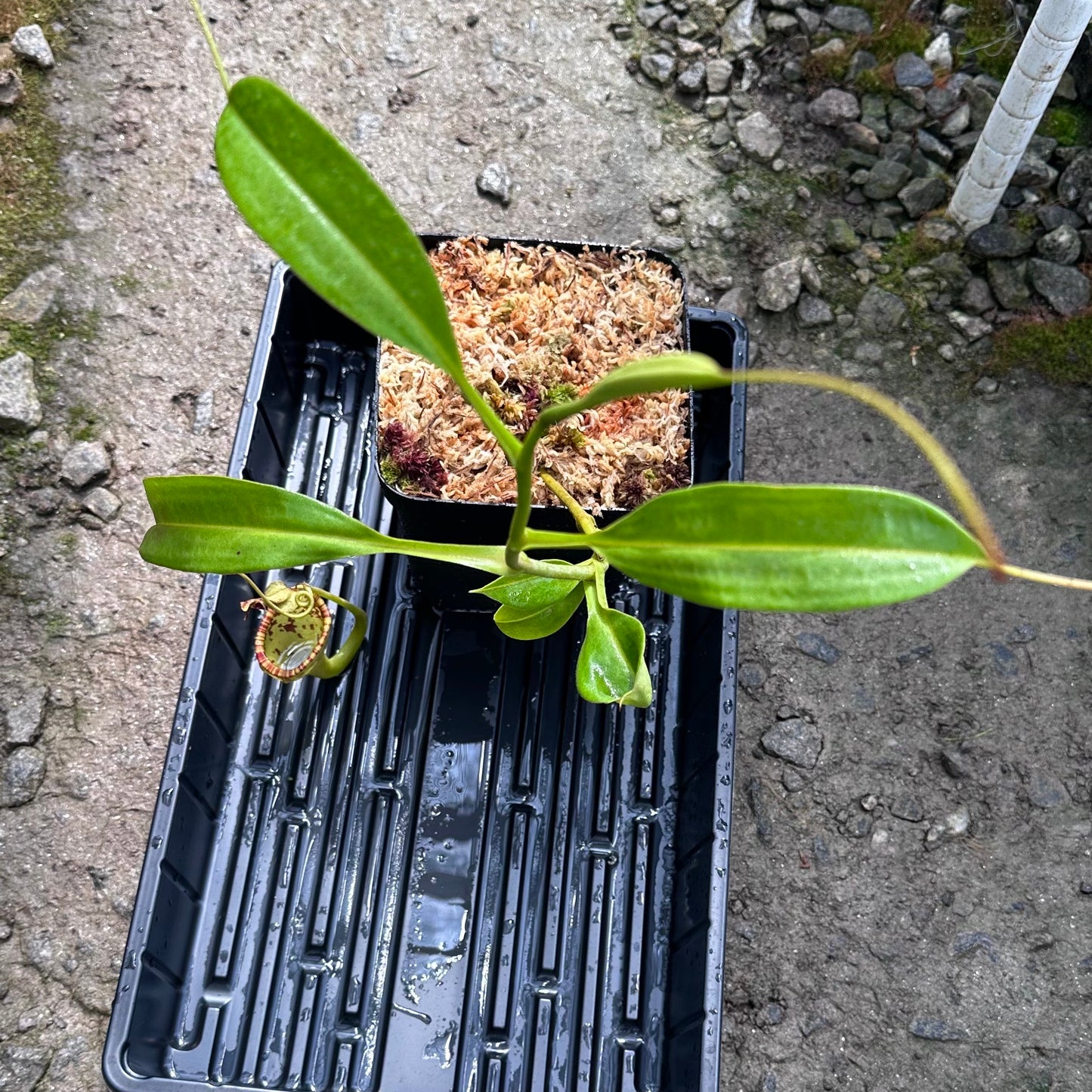 Nepenthes eymae - Clone B - Rooted Cutting