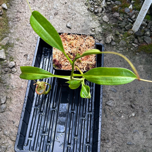 Nepenthes eymae - Clone B - Rooted Cutting