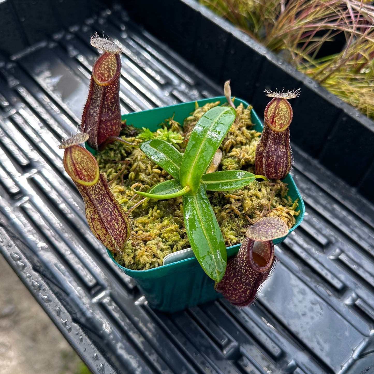 Nepenthes nigra - BE4607 - Seed Grown Plant