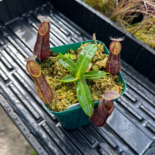 Nepenthes nigra - BE4607 - Seed Grown Plant