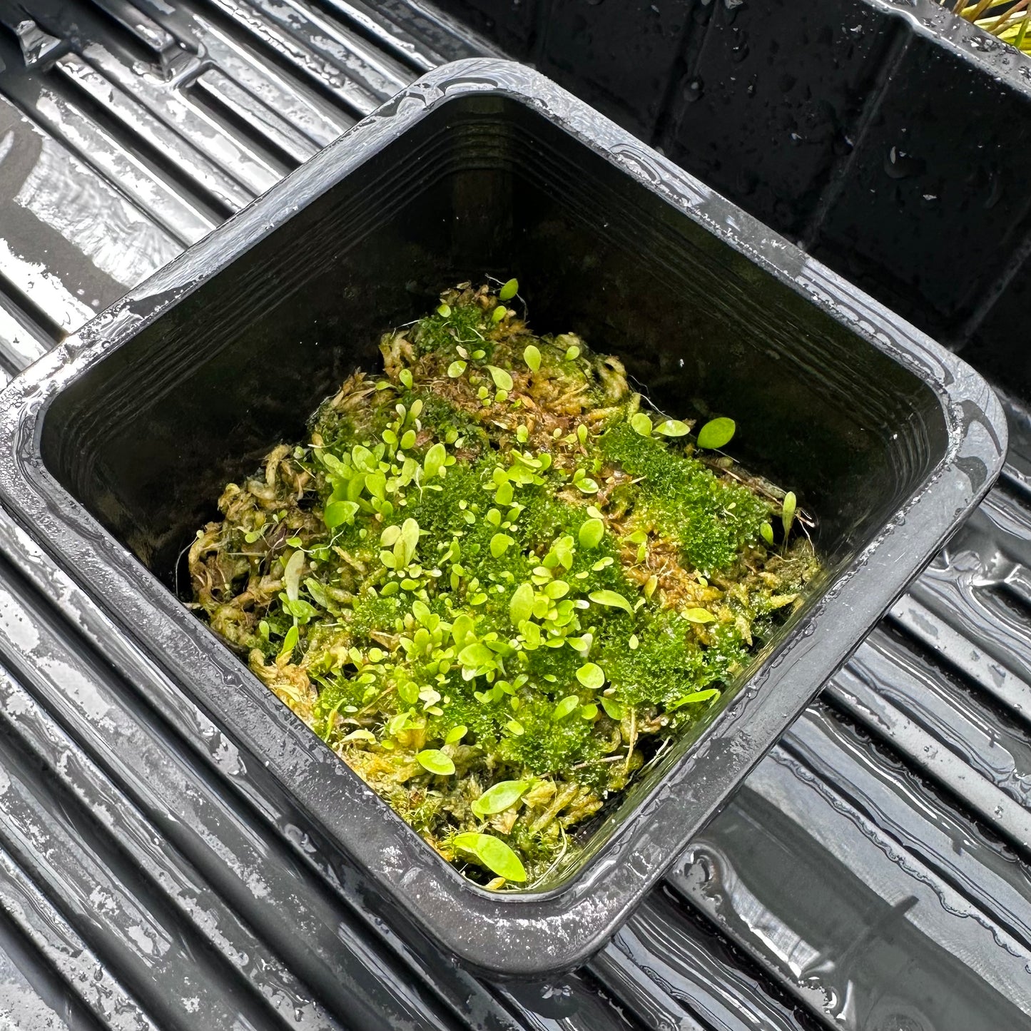 Utricularia alpina - Seed Grown - DSH - Epiphytic Bladderwort - Exact Division