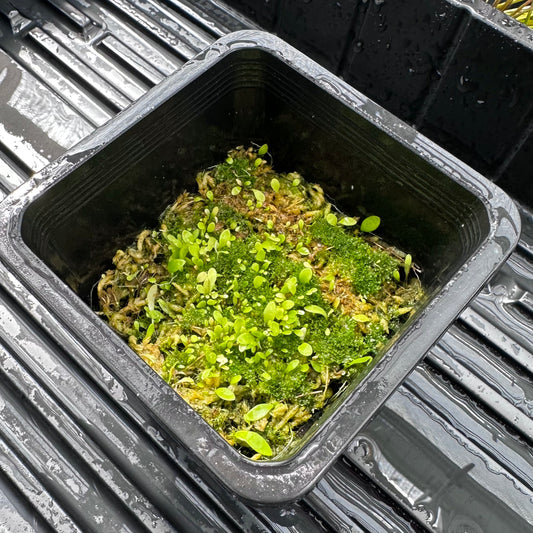 Utricularia alpina - Seed Grown - DSH - Epiphytic Bladderwort - Exact Division