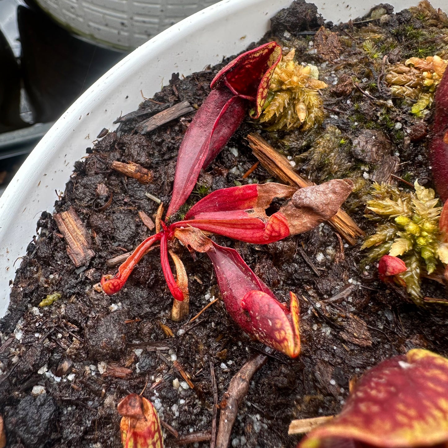Sarracenia purpurea var. montana - Transylvania Co, NC. - Rooted Division