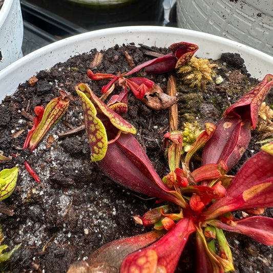 Sarracenia purpurea var. montana - Transylvania Co, NC. - Rooted Division