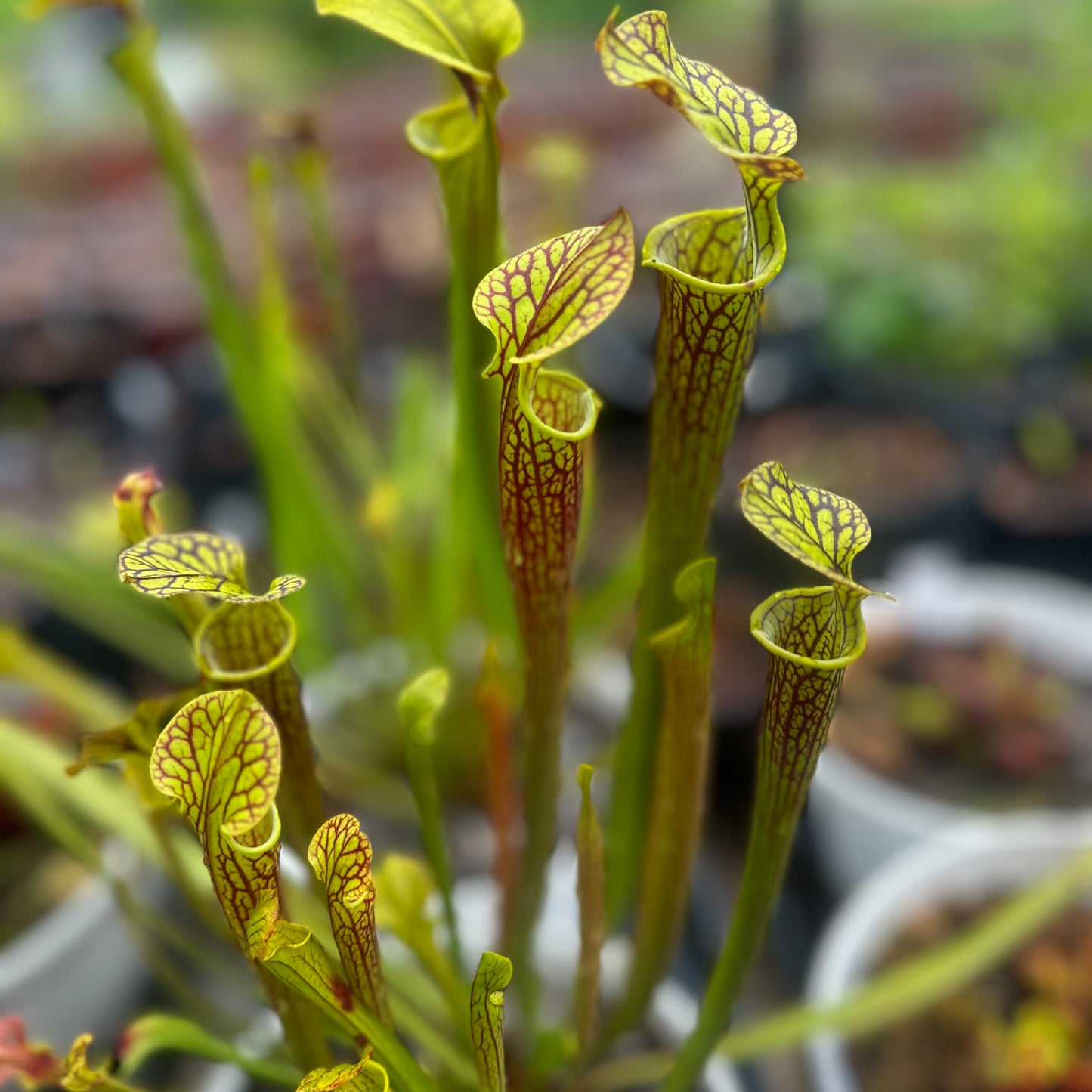 Sarracenia flava var. ornata - Improved Black Veins - Rooted Division - MW