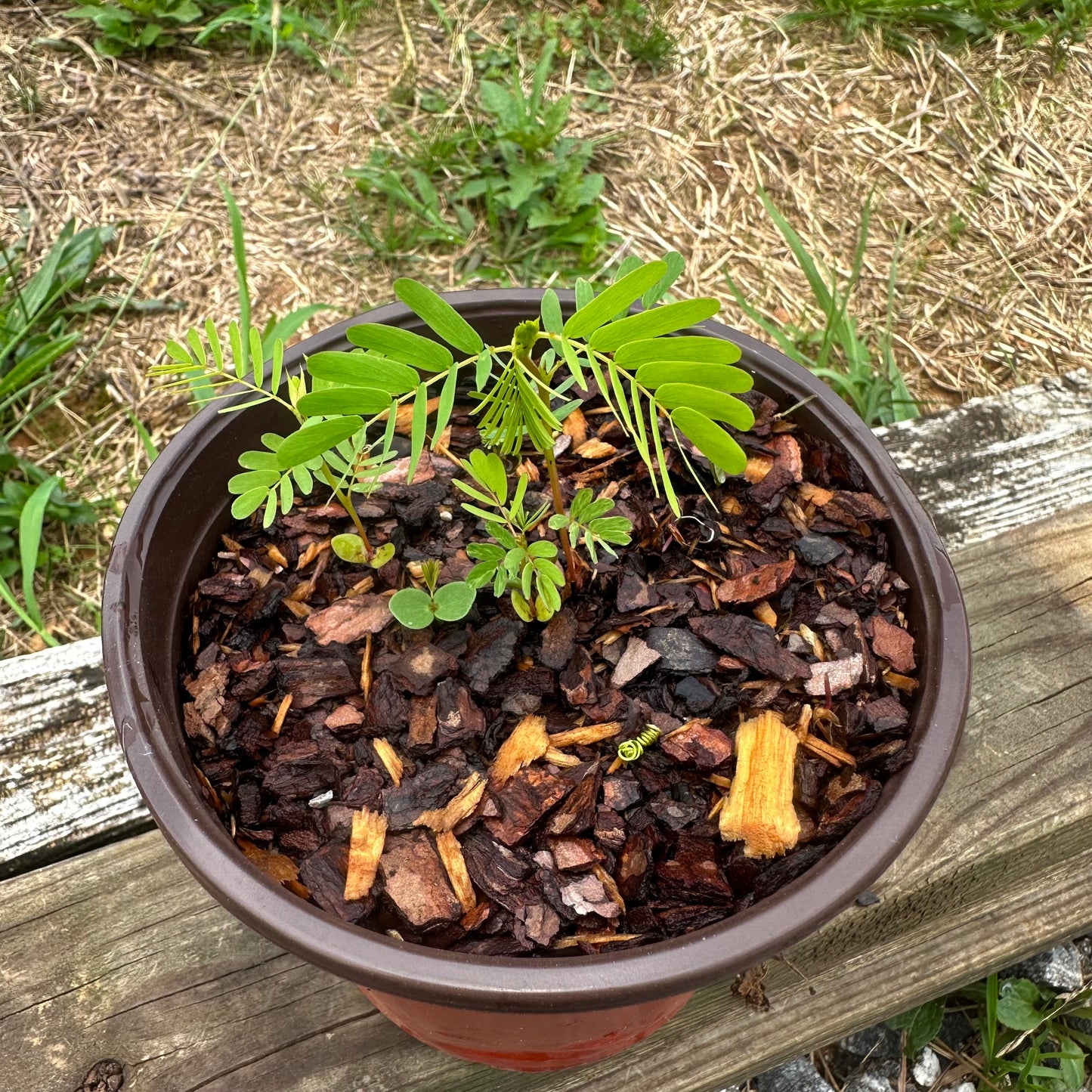 Chamaecrista fasciculata - Partridge Pea - Seed Grown Plant - 6 Inch Pot