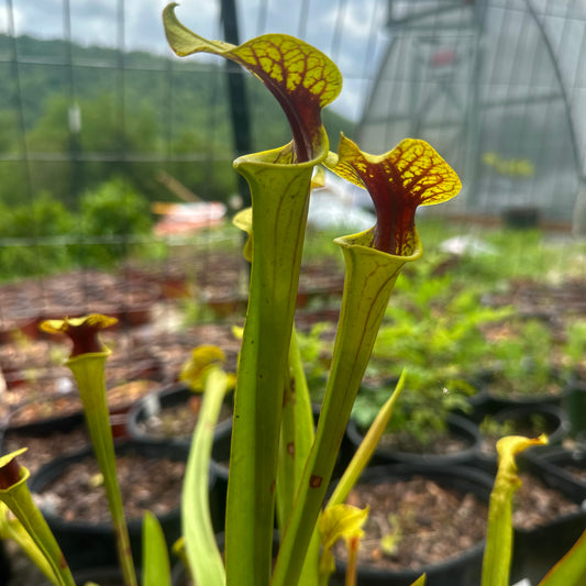 Sarracenia flava - Extreme Red Throat - Bay Co, FL. - Rooted Division - MW