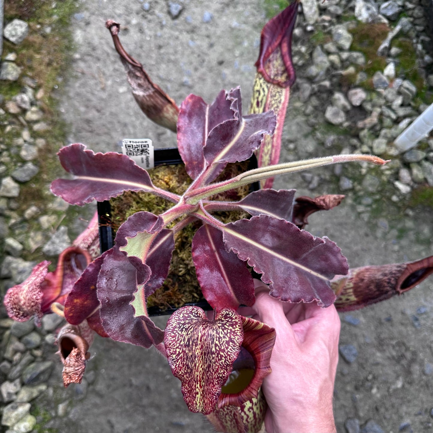 Nepenthes maxima - Wavy Leaf - Sulawesi - BE3786