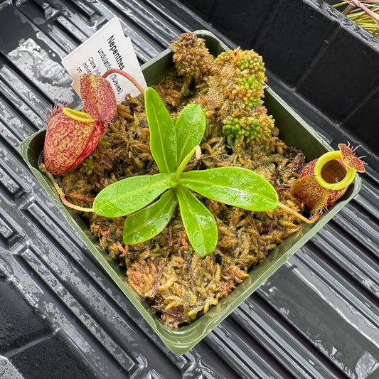 Nepenthes undulatifolia - Seed Grown Plant - Sulawesi - AW
