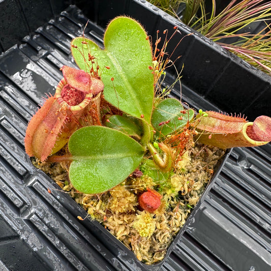 Nepenthes veitchii ('Orange' x 'Candy Dreams') - Seed Grown Specimen Plant