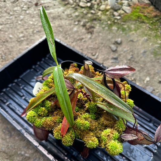 Nepenthes tentaculata - Gunung Tambusisi - Sulawesi - BE3870