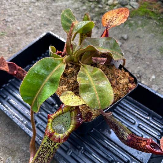 Nepenthes platychila - Seed Grown Plant - Borneo - AW