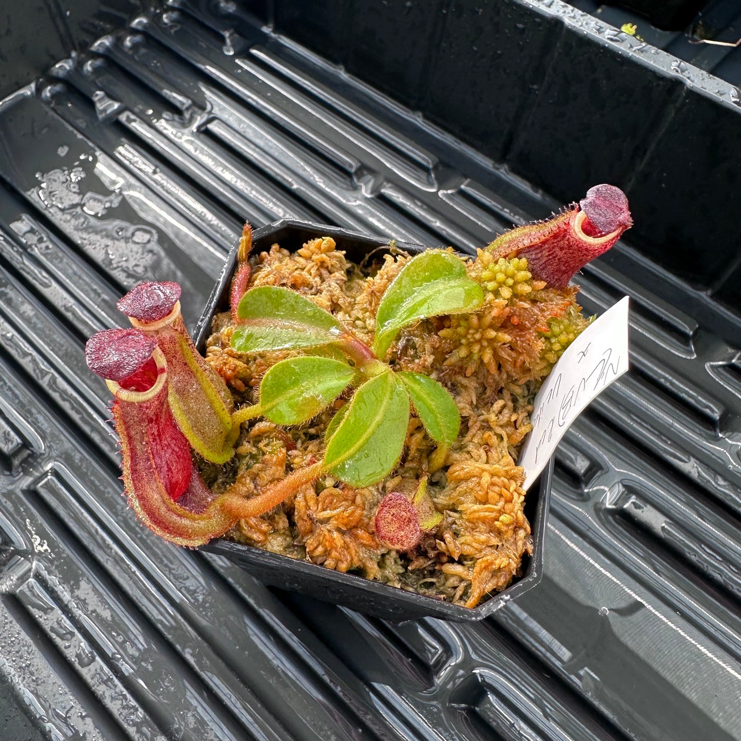 Nepenthes [(LVB)] 'Red Ruffled' x veitchii 'Candy Dreams'- Seed Grown Plant