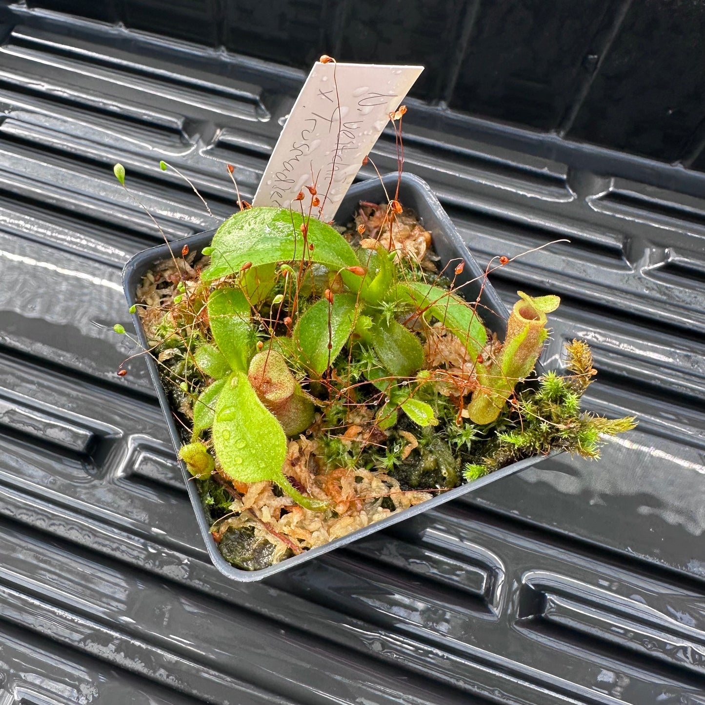 Nepenthes veitchii ('Murud' x 'Candy') x x Trusmadiensis - Seed Grown Specimen Plant