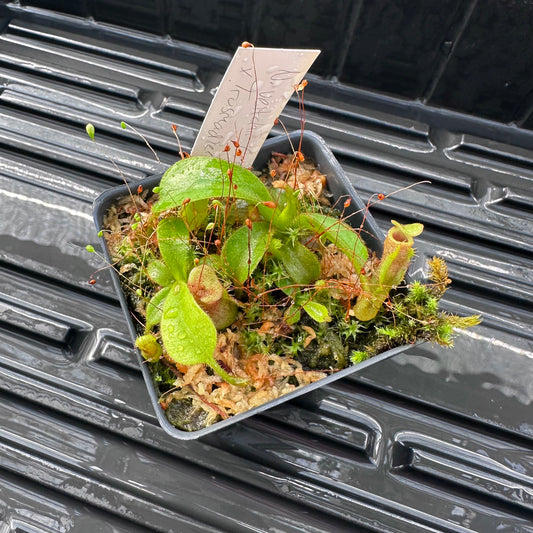 Nepenthes veitchii ('Murud' x 'Candy') x x Trusmadiensis - Seed Grown Specimen Plant