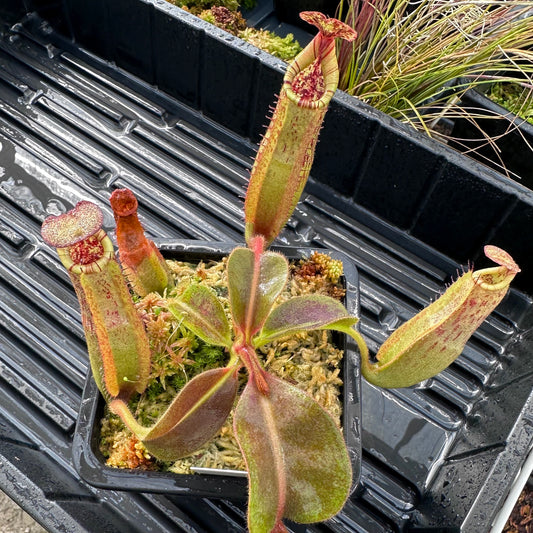 Nepenthes maxima Wavy x veitchii 'Candy Dreams' - Seed Grown Specimen Plant