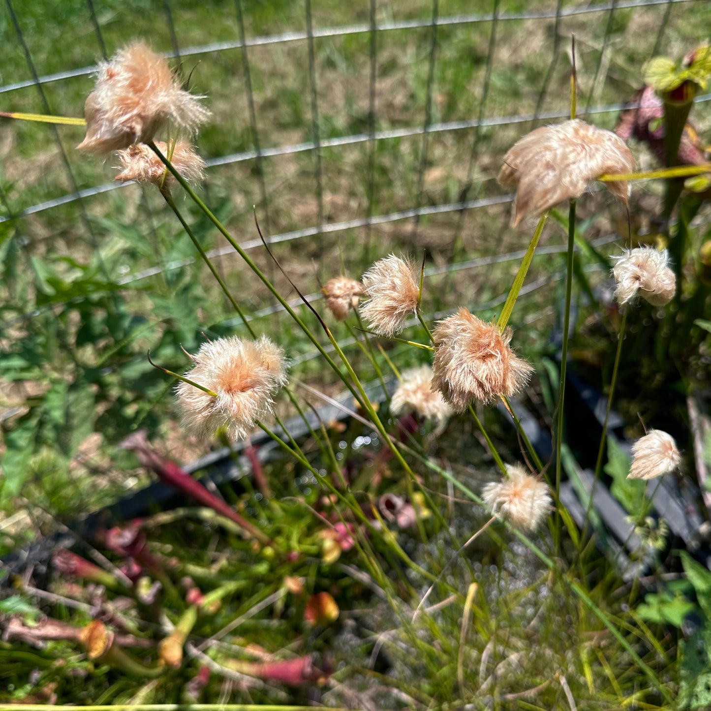 Eriophorum virginicum - Tawny Cottonsedge - Rooted Division