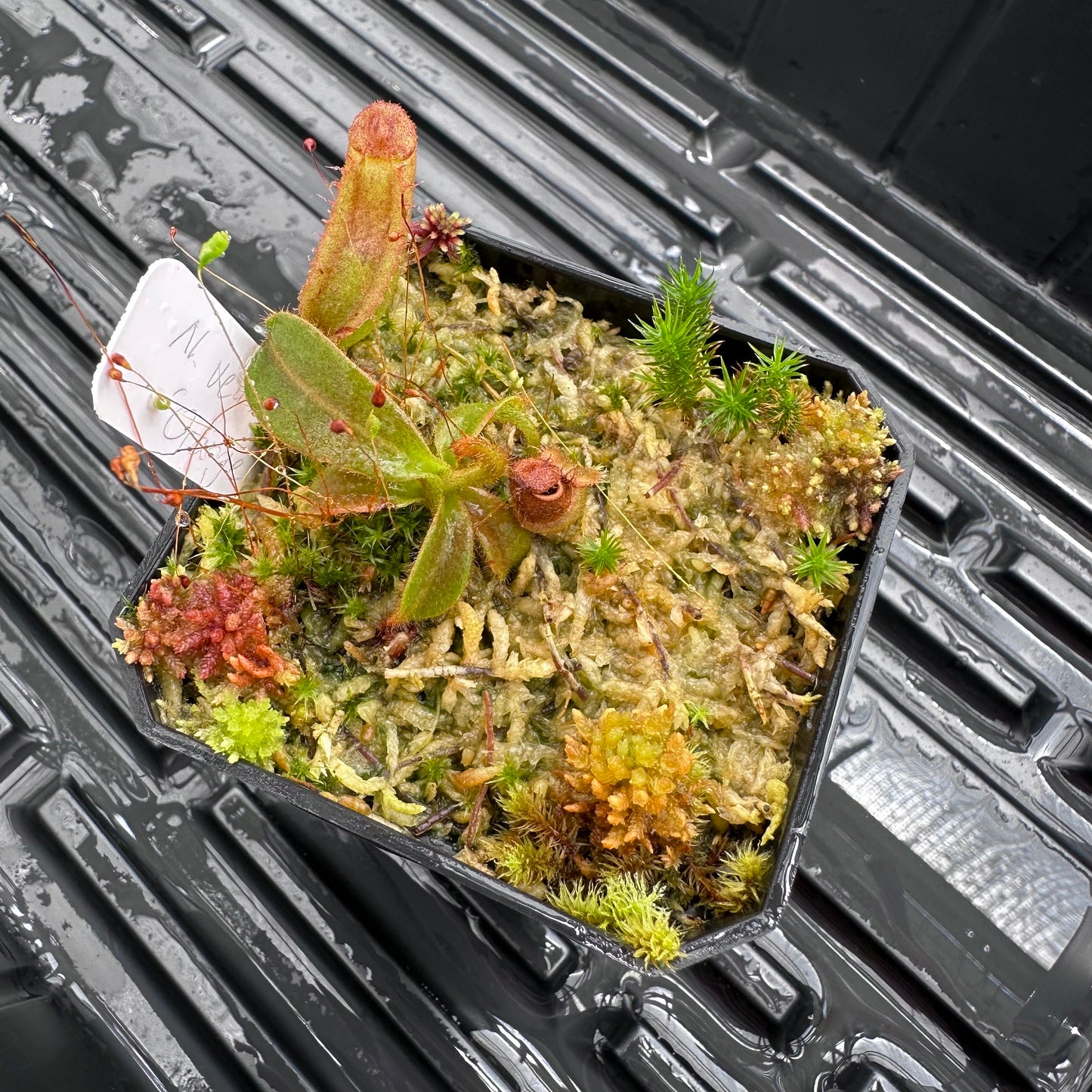 Nepenthes veitchii ('Orange' x 'Candy Dreams') - Seed Grown Plant