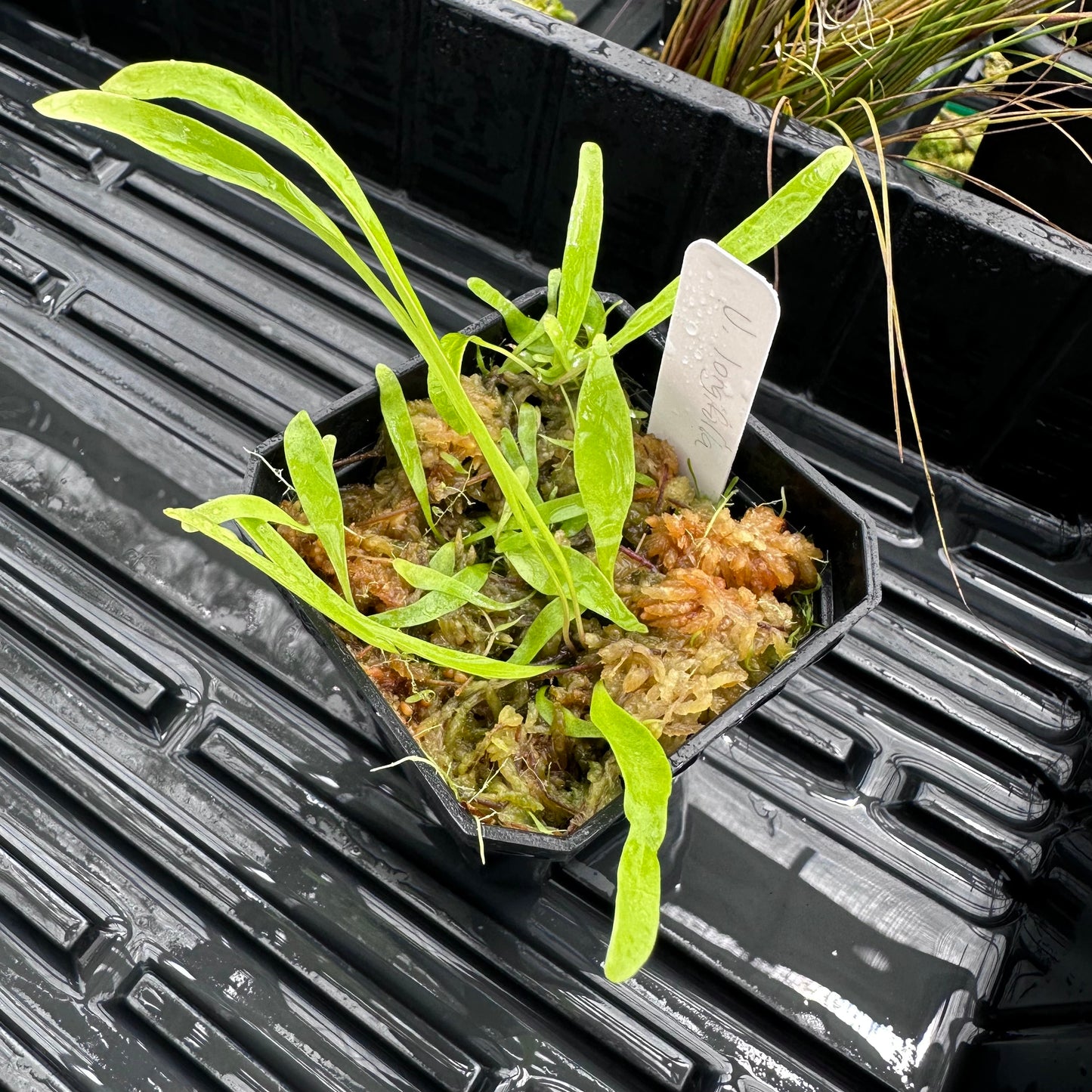 Utricularia longifolia - Epiphytic Bladderwort - Exact Division