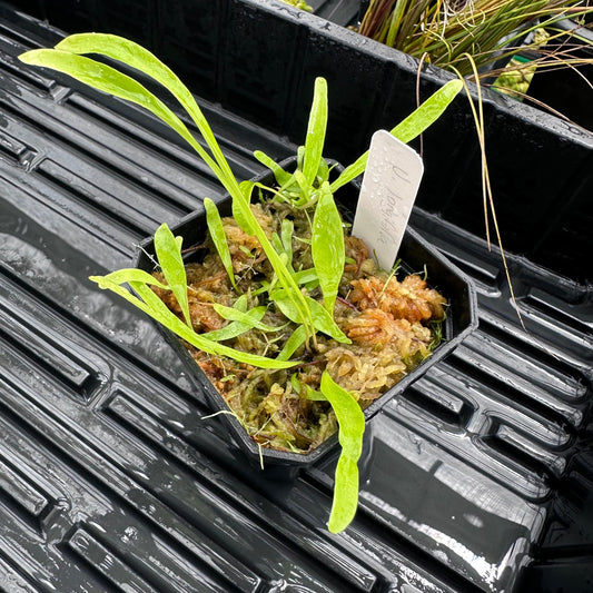 Utricularia longifolia - Epiphytic Bladderwort - Exact Division
