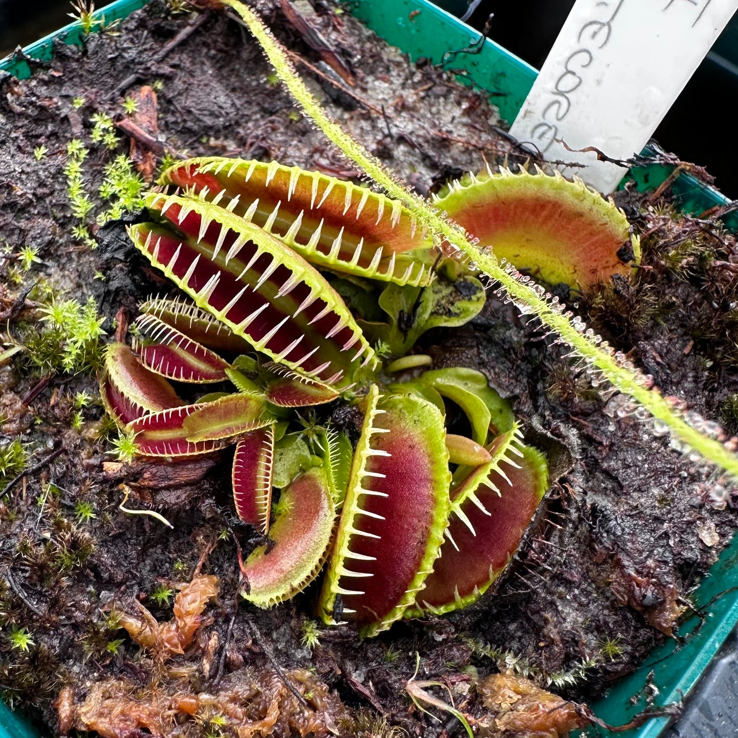 Dionaea muscipula - Venus Flytrap - 'GJ Montecore' - Small Division
