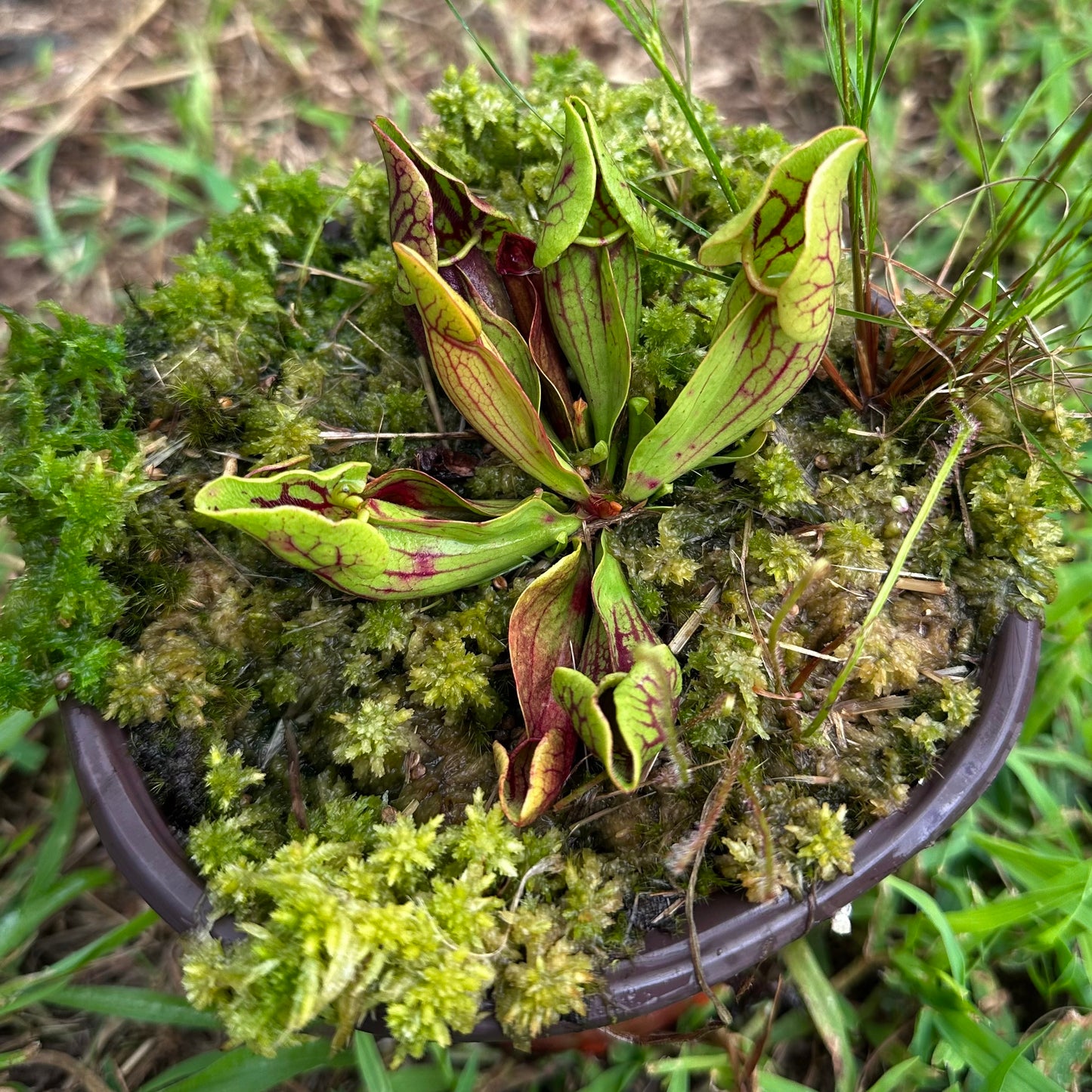 Sarracenia purpurea var. montana - Transylvania Co, NC. - Rooted Division