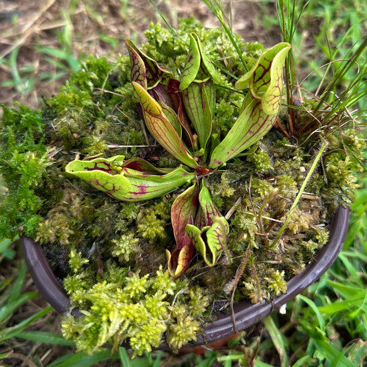 Sarracenia purpurea var. montana - Transylvania Co, NC. - Rooted Division