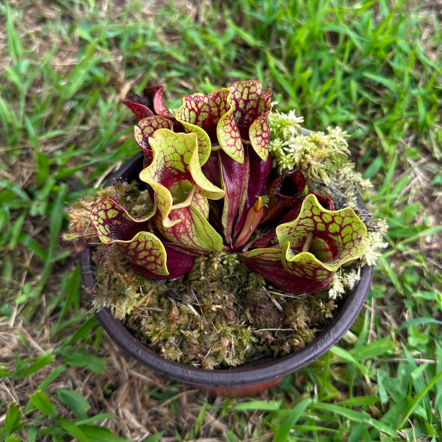 Sarracenia purpurea - 'Belly of Blood' - Exact Division