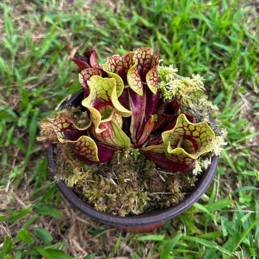 Sarracenia purpurea - 'Belly of Blood' - Exact Division