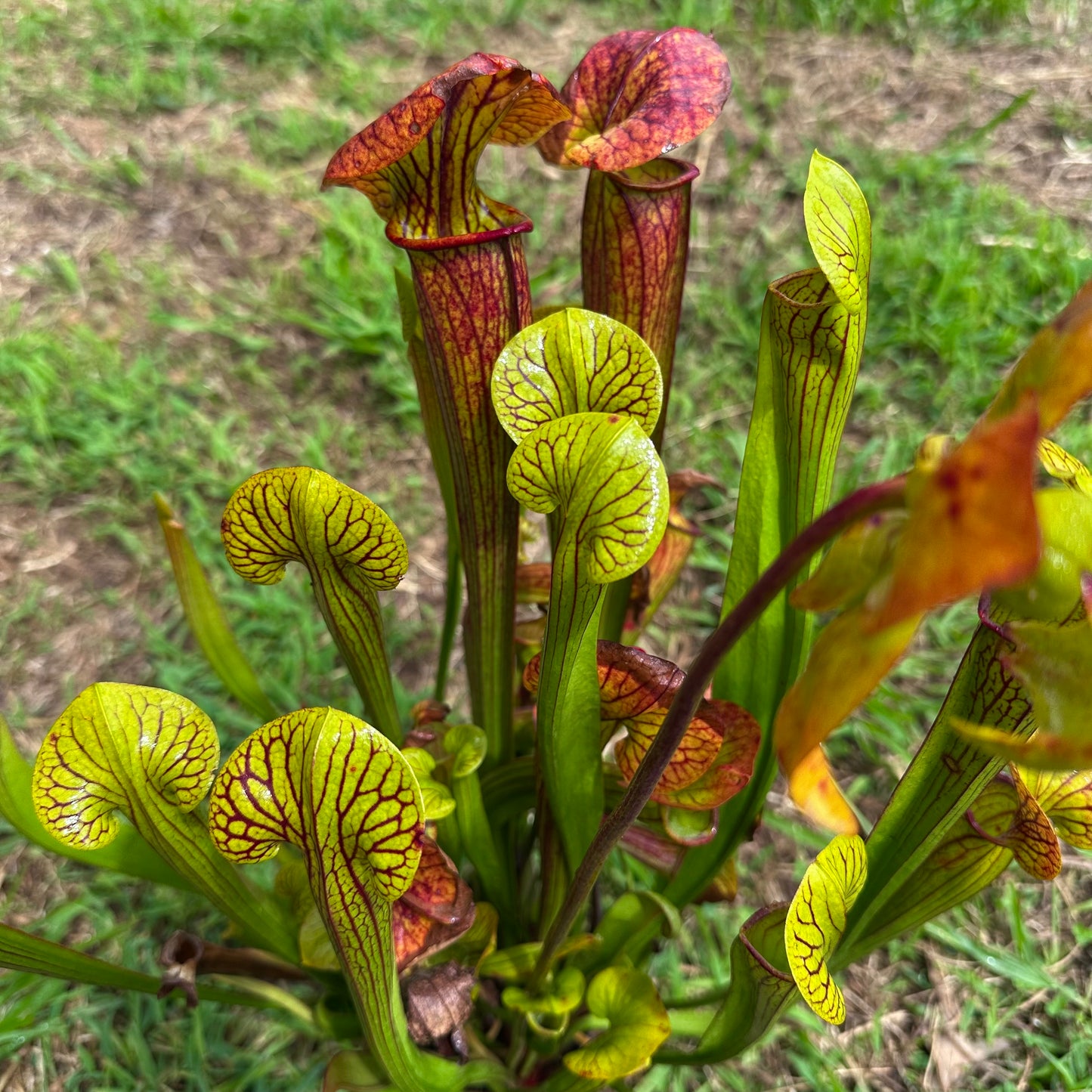 Sarracenia x Popei - Random Rooted Division