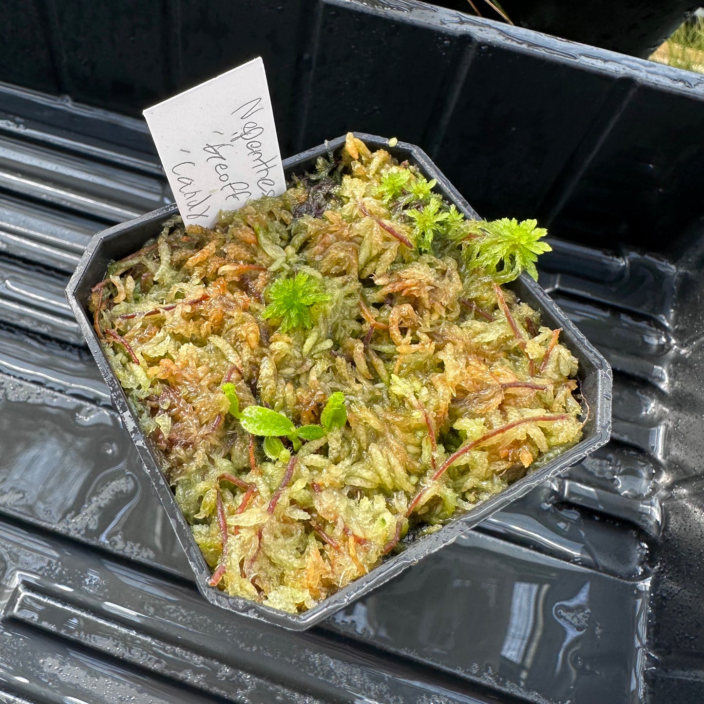Nepenthes veitchii ('Geoff Wong' x 'Candy Dreams') - Seed Grown Plant