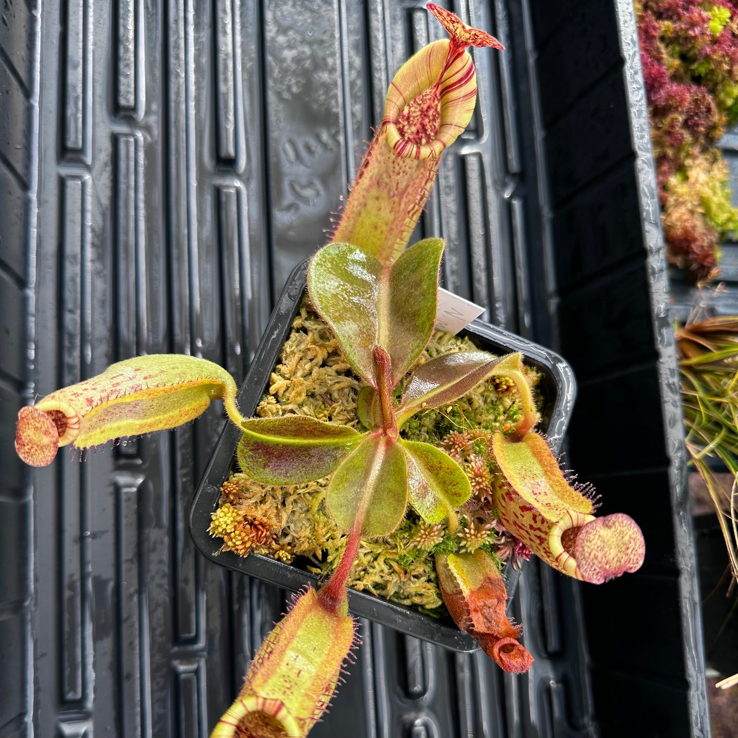 Nepenthes maxima Wavy x veitchii 'Candy Dreams' - Seed Grown Specimen Plant