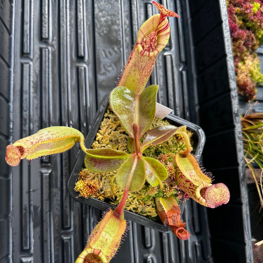Nepenthes maxima Wavy x veitchii 'Candy Dreams' - Seed Grown Specimen Plant