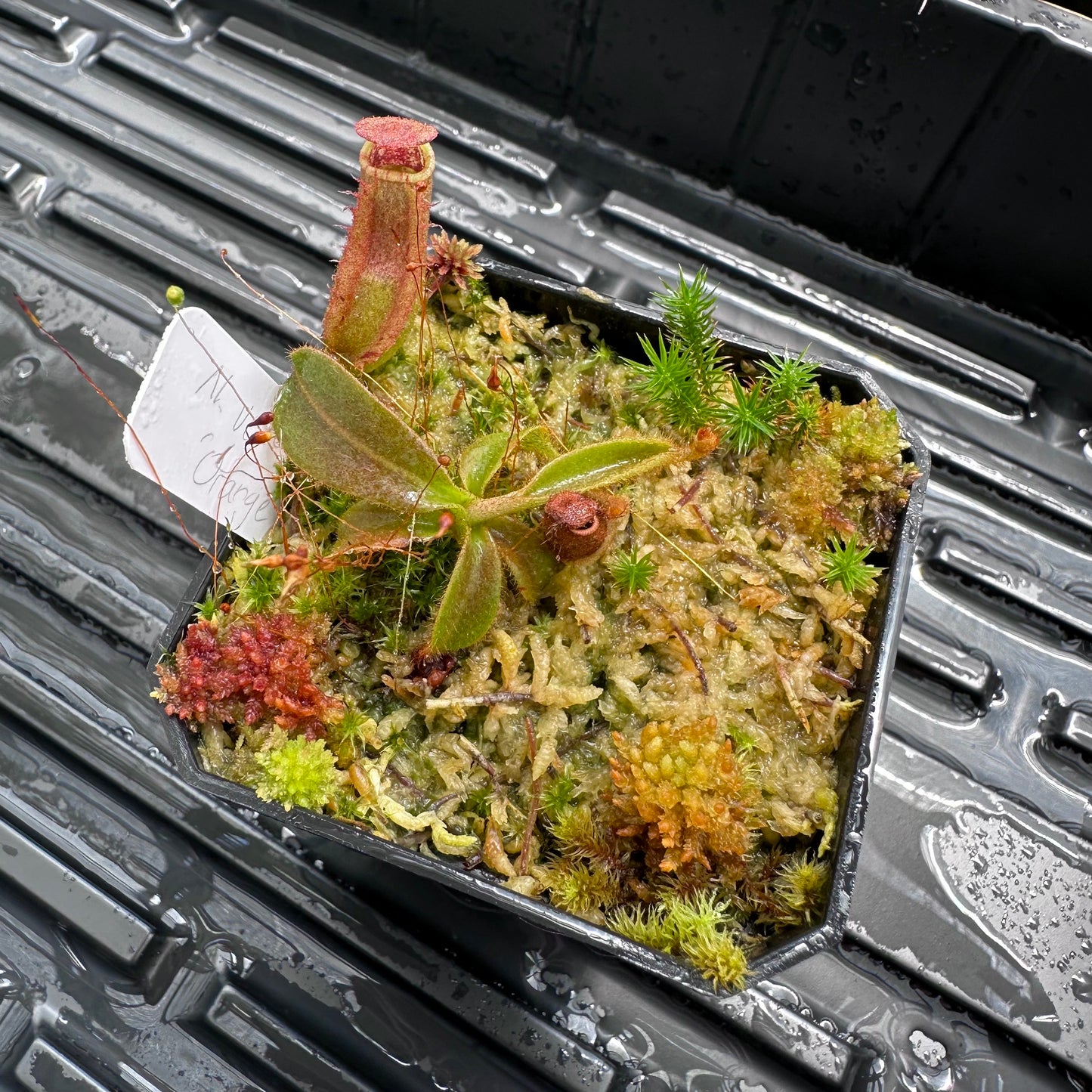 Nepenthes veitchii ('Orange' x 'Candy Dreams') - Seed Grown Plant