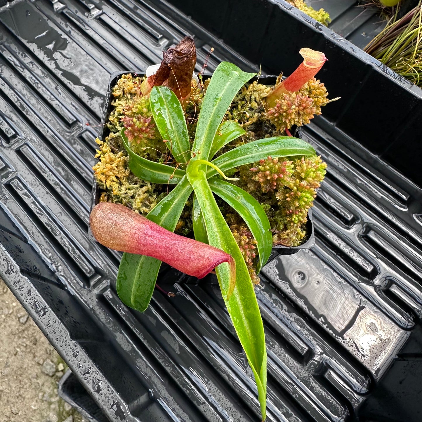 Nepenthes ventricosa 'Porcelain' (C) x 'Porcelain' Giant - Seed Grown Plant