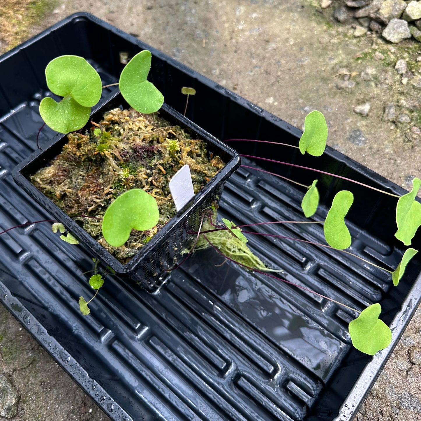 Utricularia reniformis 'Enfant Terrible' - Aquatic or Epiphytic Bladderwort - Exact Division