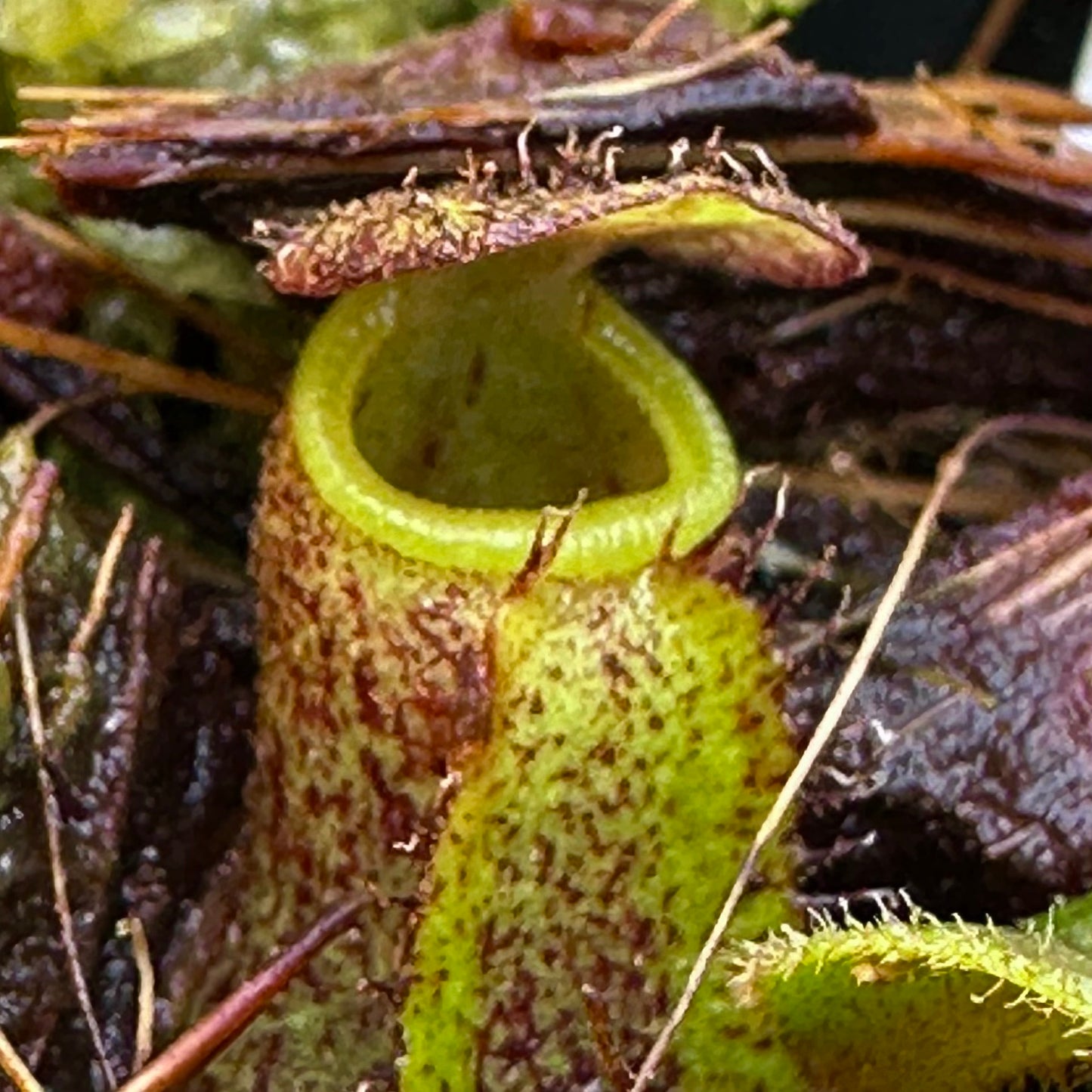 Nepenthes (lowii x x Tiveyi) x (platychila x lowii) - Seed Grown Plant - David Suchoff