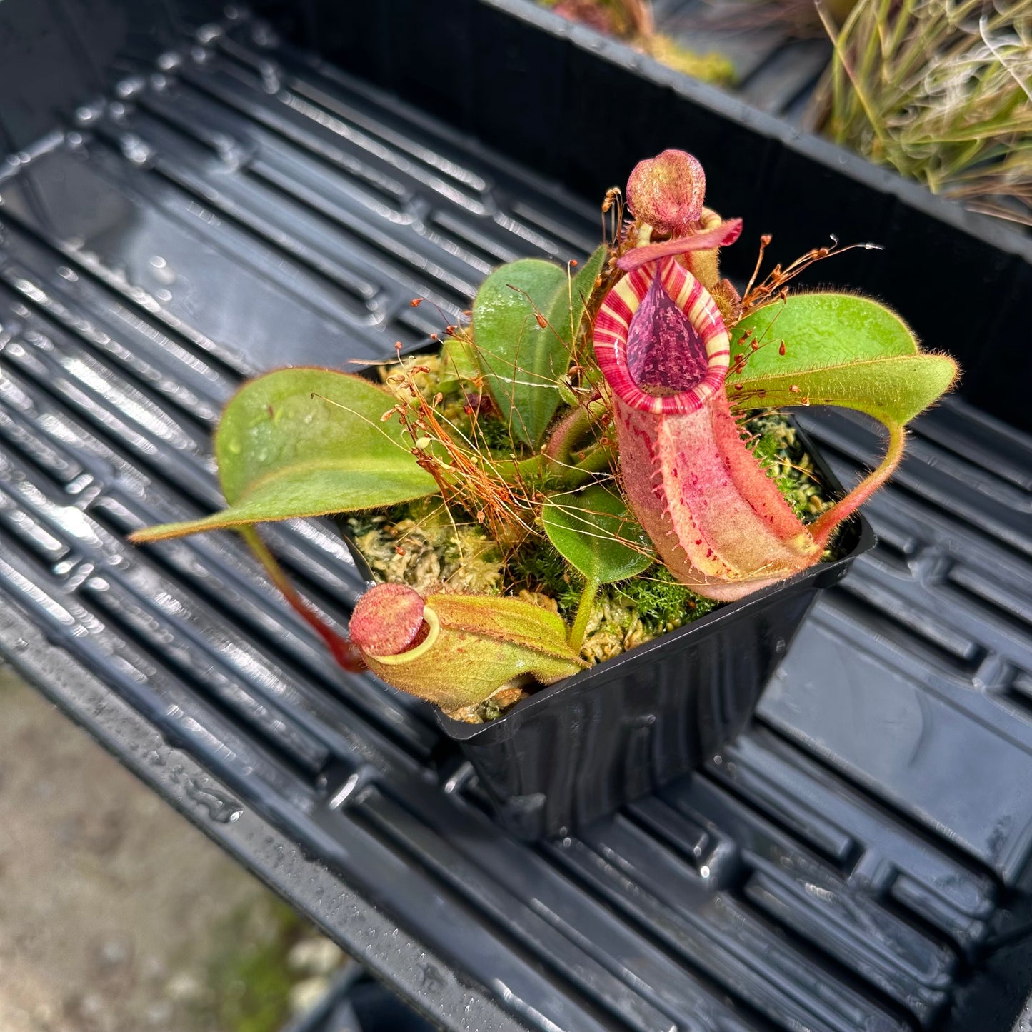 Nepenthes veitchii ('Orange' x 'Candy Dreams') - Seed Grown Specimen Plant