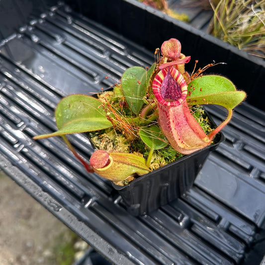 Nepenthes veitchii ('Orange' x 'Candy Dreams') - Seed Grown Specimen Plant