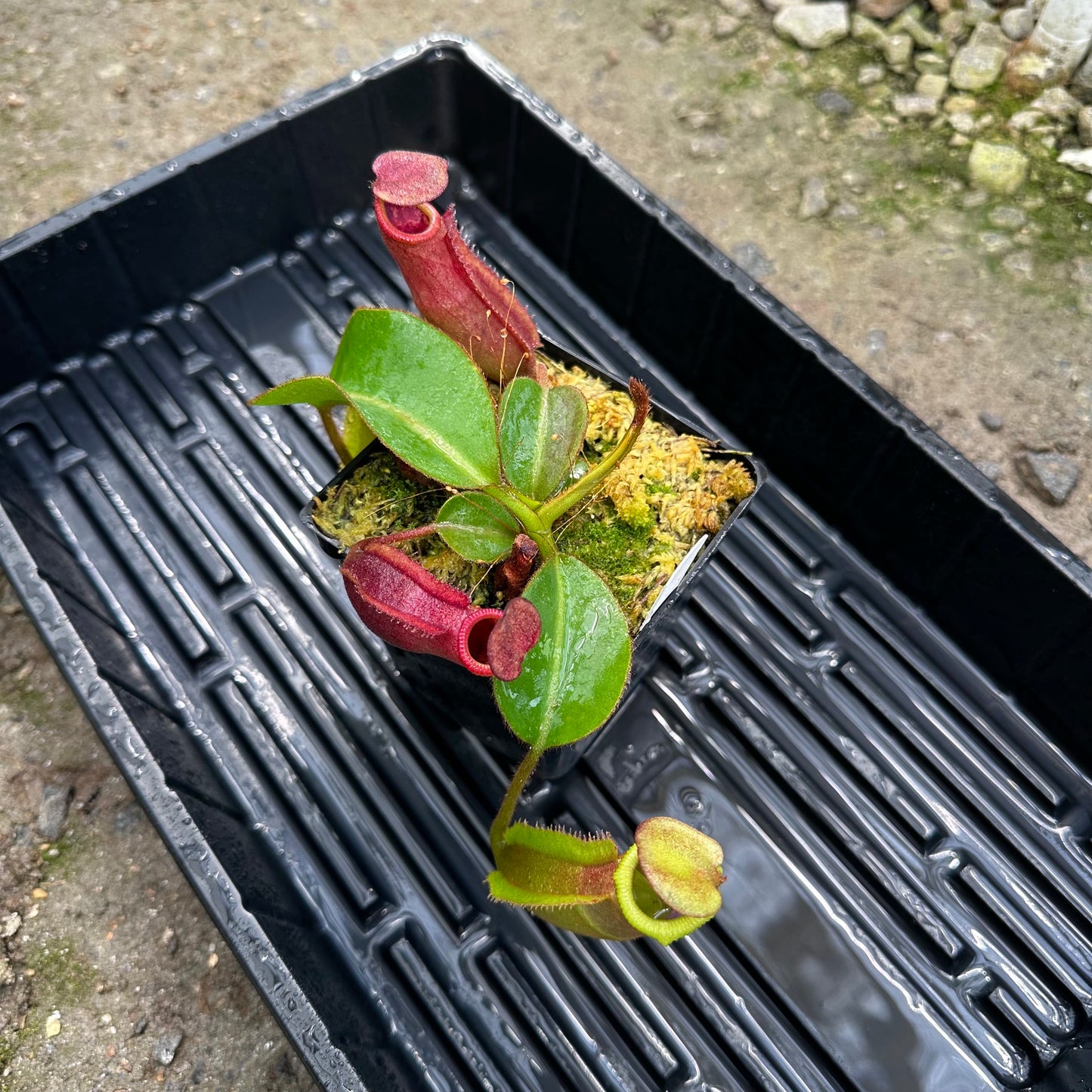 Nepenthes veitchii ('Murud' x 'Candy') x x Trusmadiensis - Seed Grown Specimen Plant